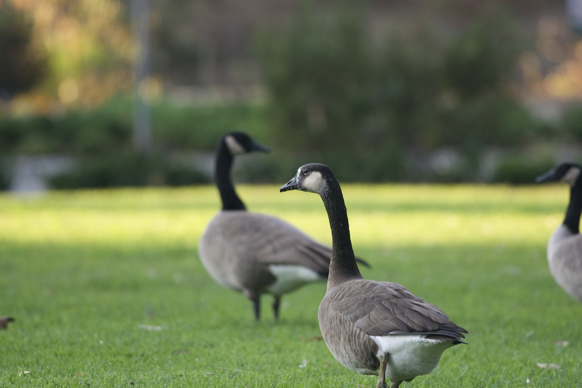 Swan Goose x Canada Goose (hybrid) - Andrew Howe