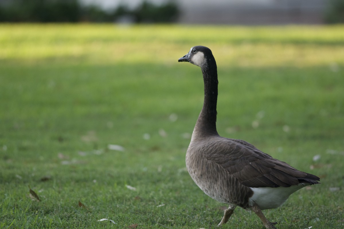 Swan Goose x Canada Goose (hybrid) - ML273632981