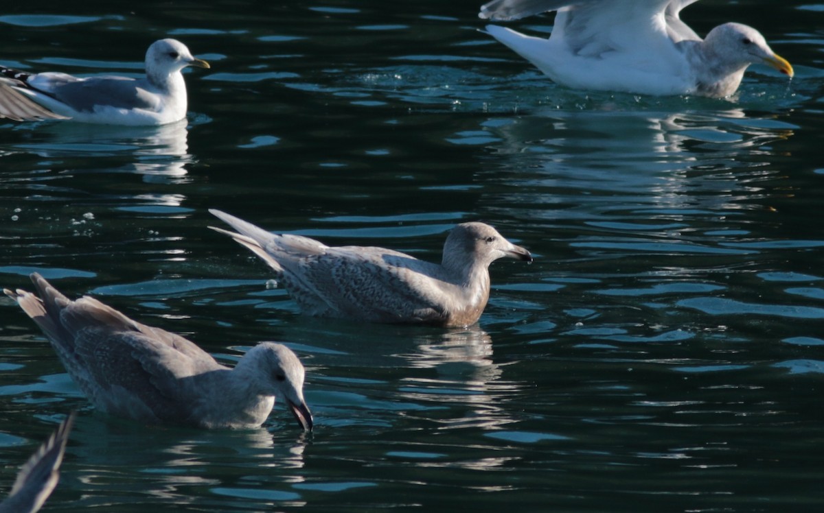 Glaucous x Glaucous-winged Gull (hybrid) - ML273634271