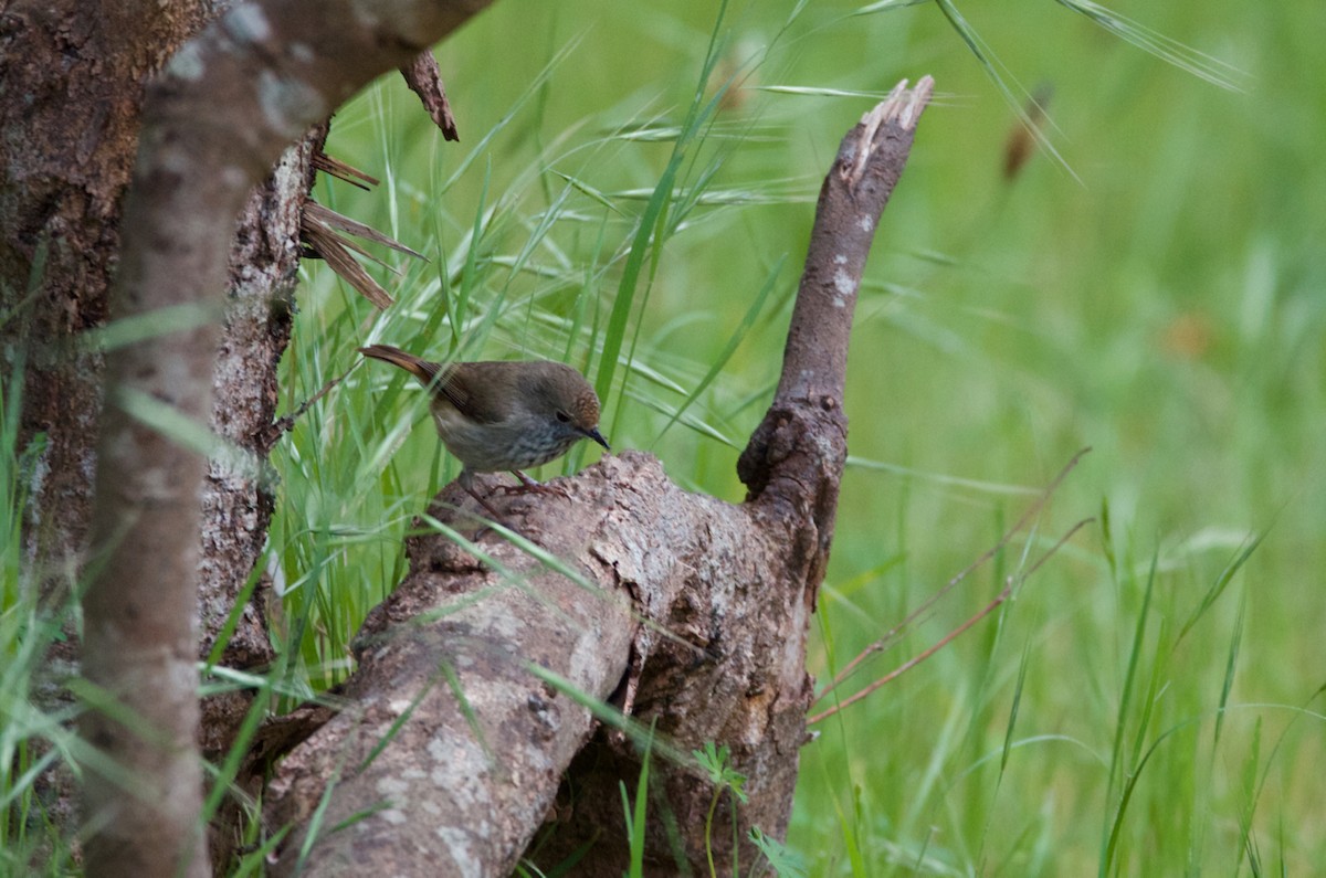 Brown Thornbill - Lucas Russell