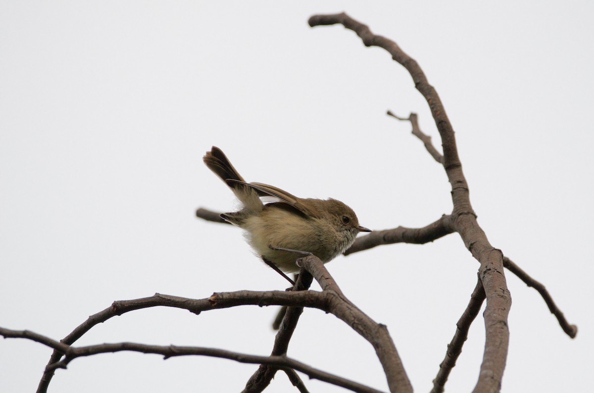 Brown Thornbill - Lucas Russell