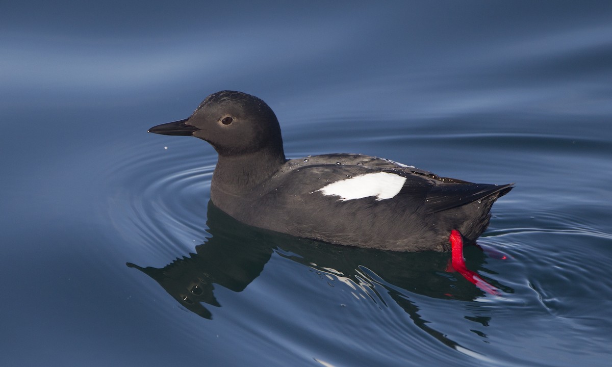 Pigeon Guillemot - Brian Sullivan