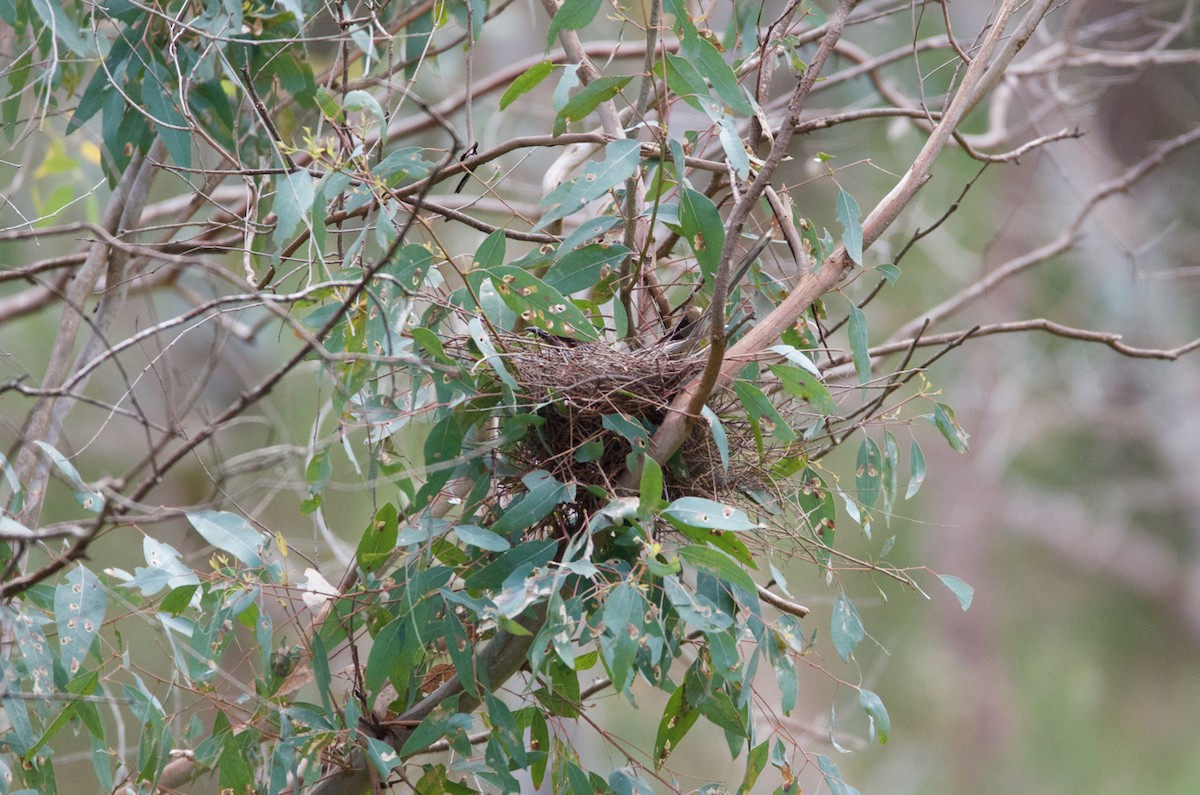 Red Wattlebird - Lucas Russell