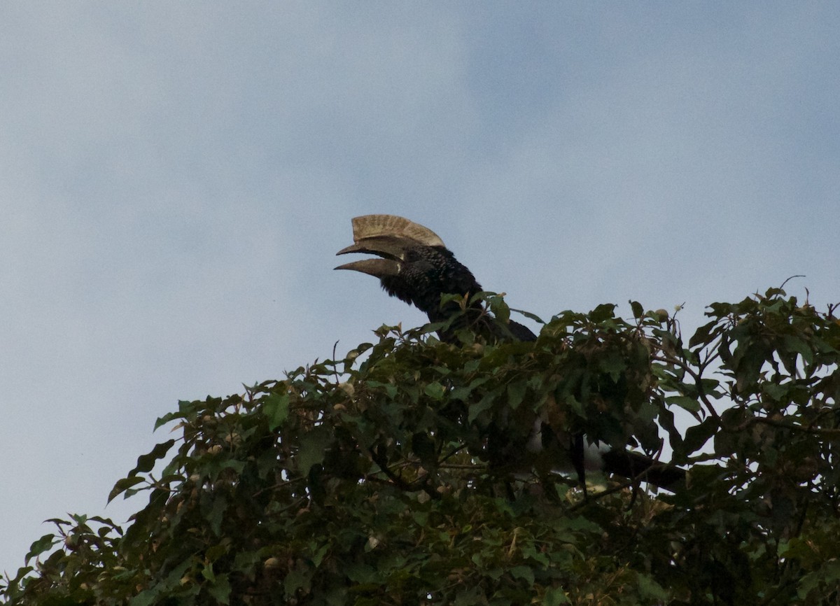 Silvery-cheeked Hornbill - ML273637161