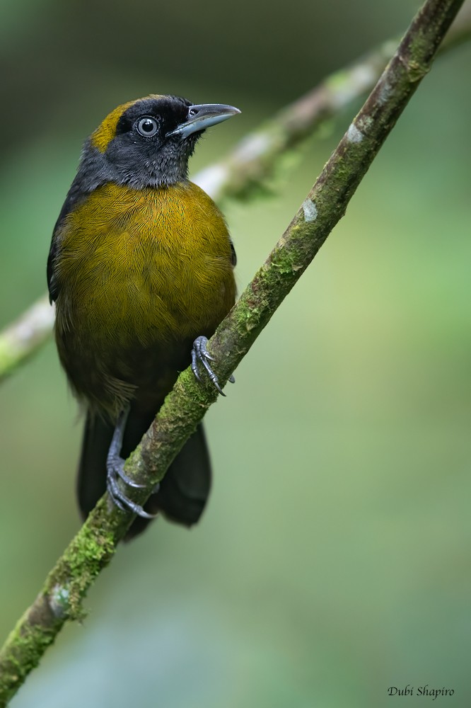 Dusky-faced Tanager - Dubi Shapiro