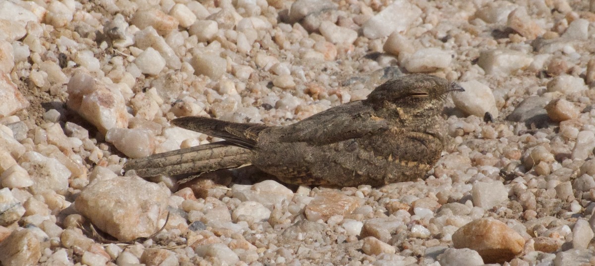 Freckled Nightjar - ML273638221