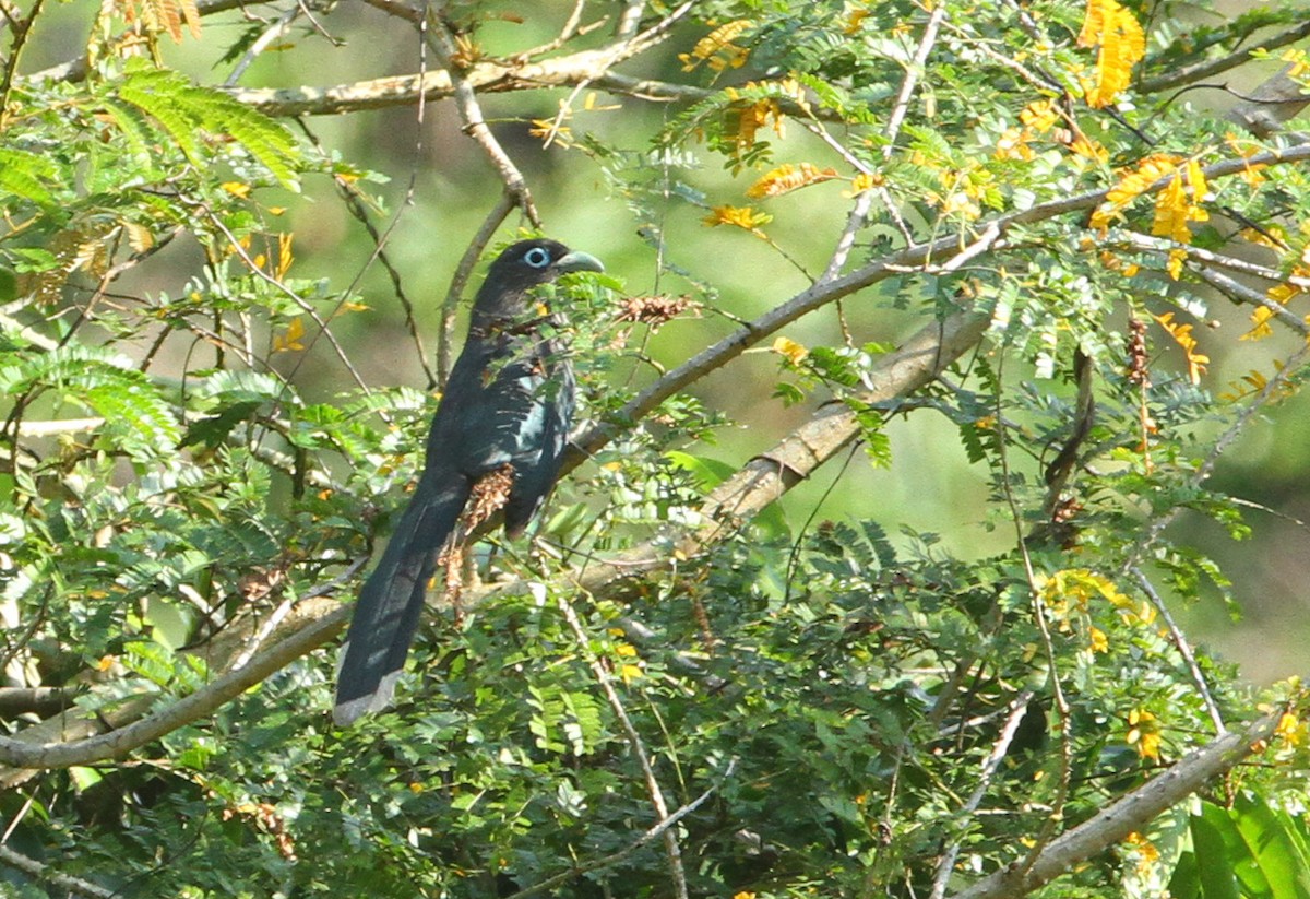 Blue-faced Malkoha - ML273639961