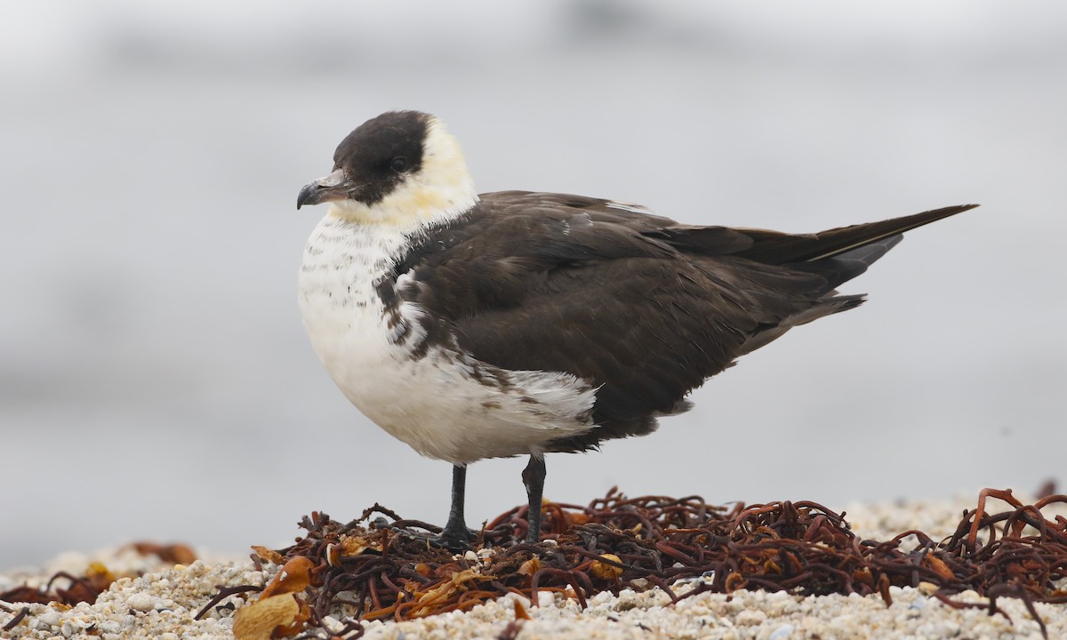 Pomarine Jaeger - Brian Sullivan