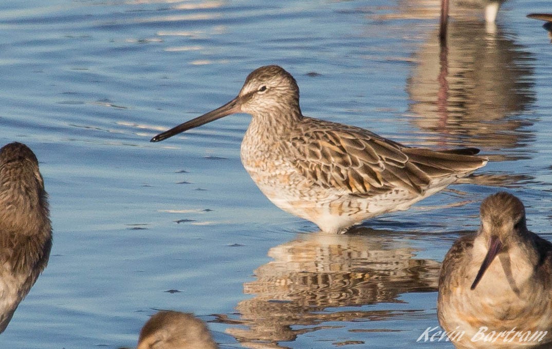 Asian Dowitcher - Kevin Bartram