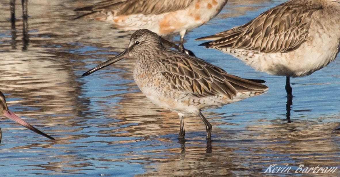 Asian Dowitcher - Kevin Bartram