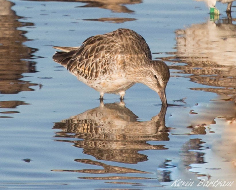 Asian Dowitcher - Kevin Bartram