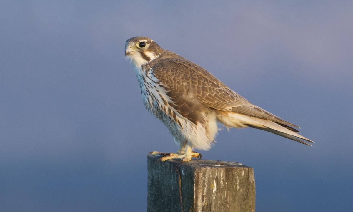 Prairie Falcon - ML27364181