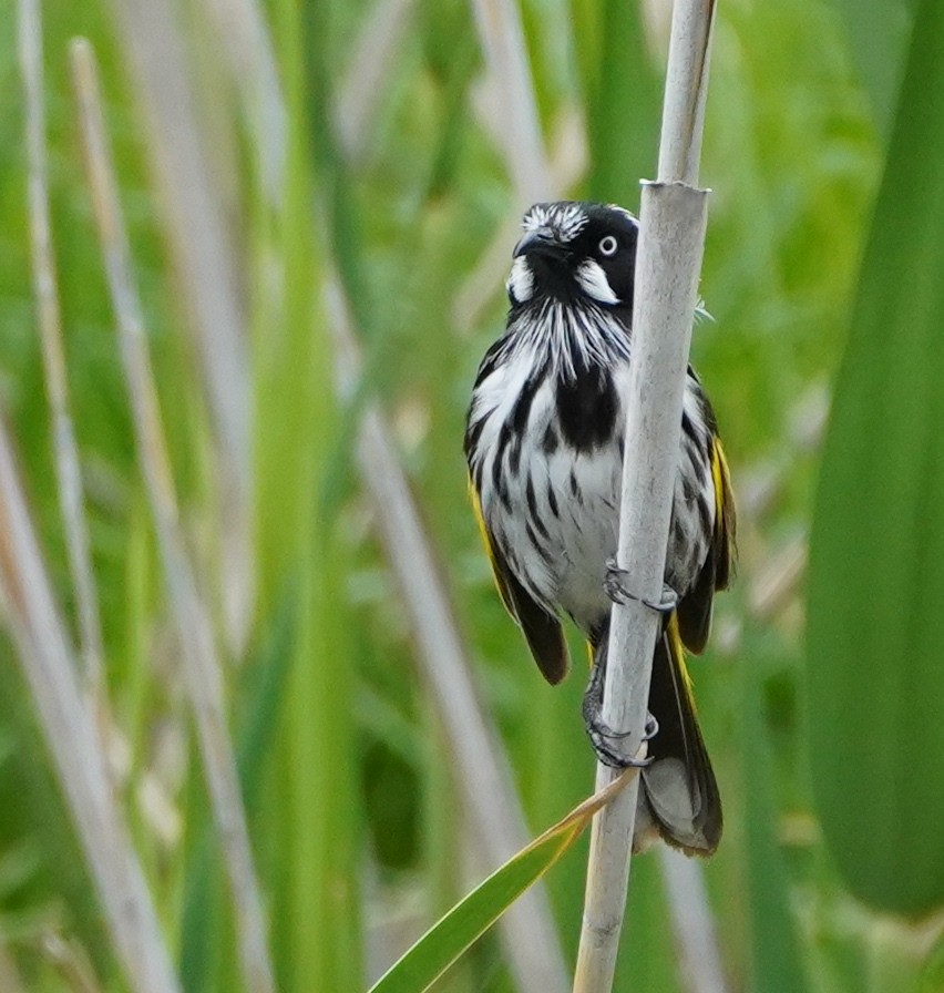 New Holland Honeyeater - ML273641991