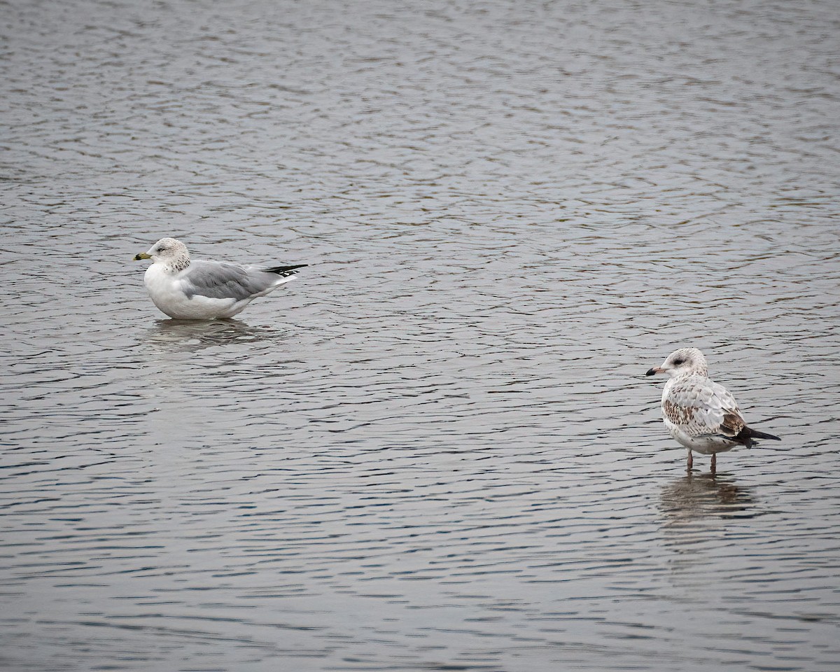 Ring-billed Gull - James Kendall