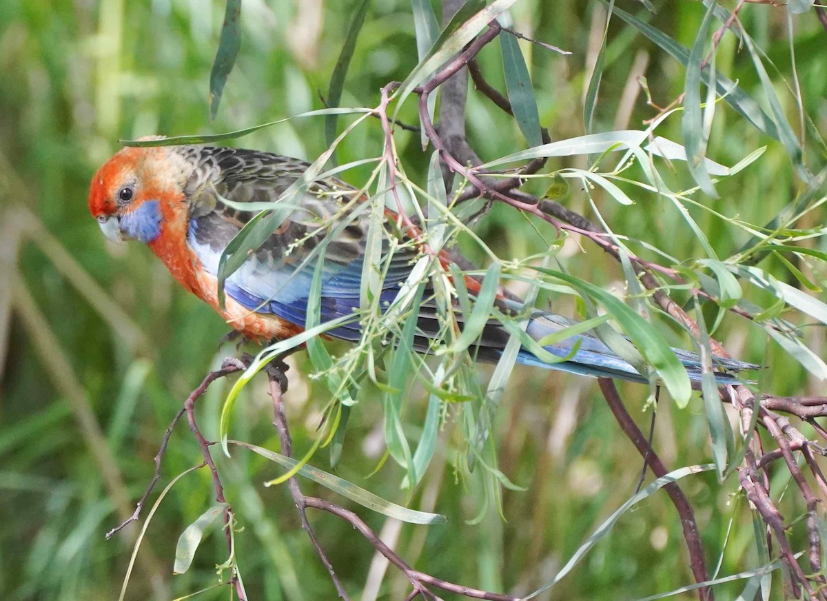 Crimson Rosella (Adelaide) - ML273642771