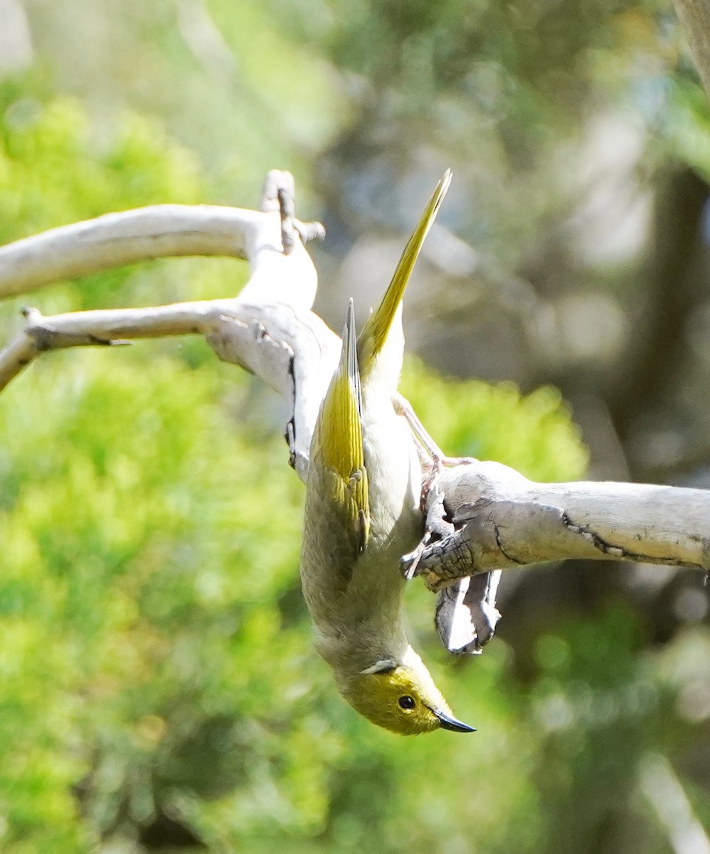 White-plumed Honeyeater - ML273642831