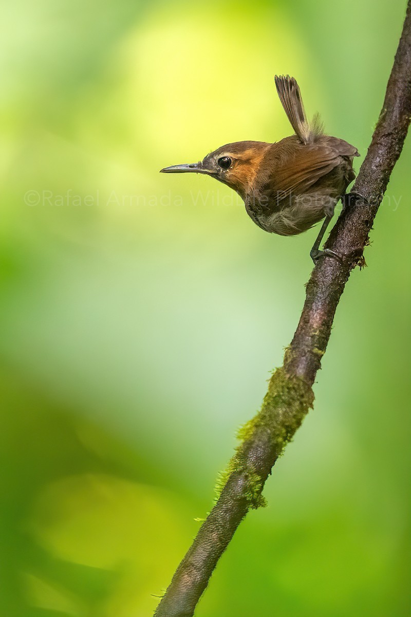 Tawny-faced Gnatwren - ML273642911