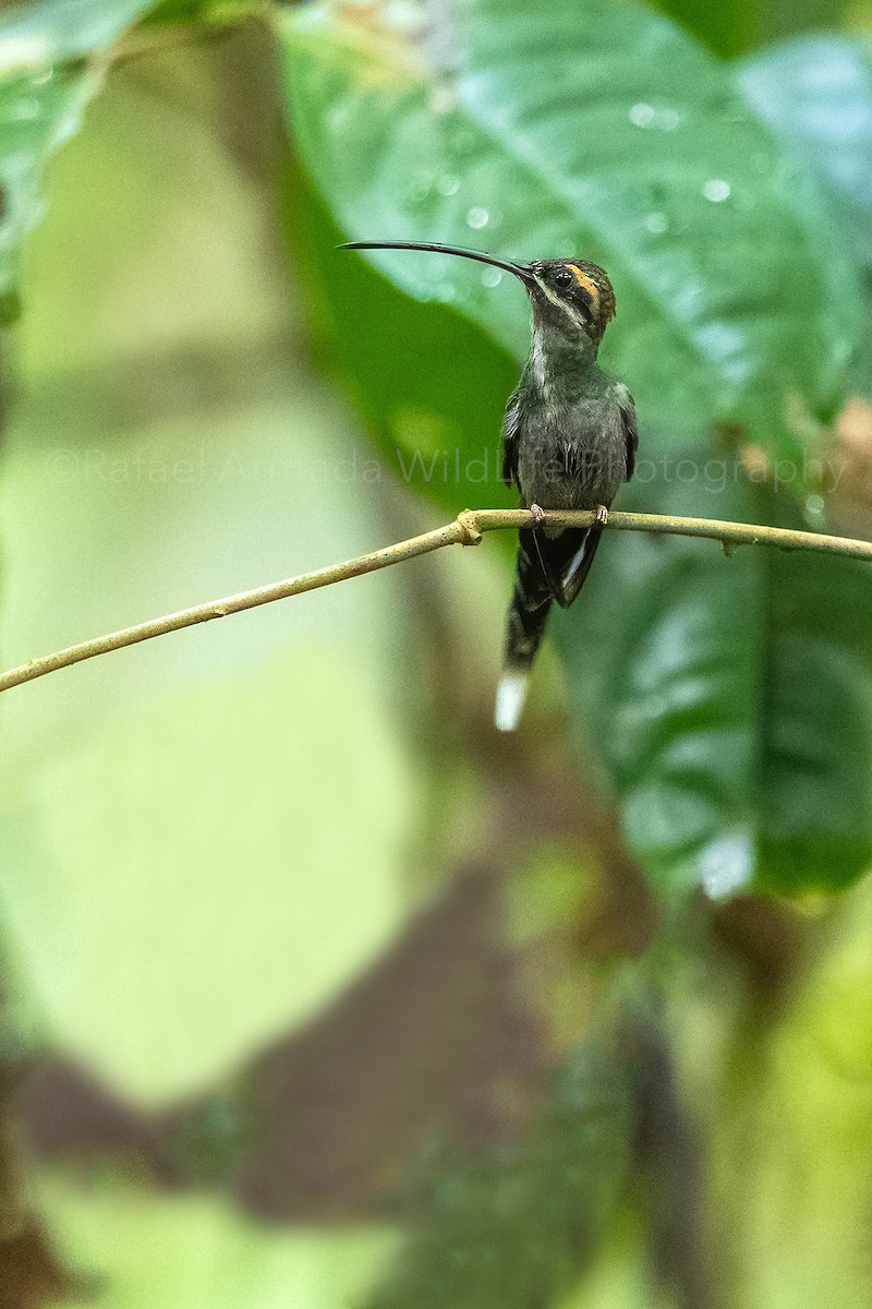 White-whiskered Hermit - ML273643301