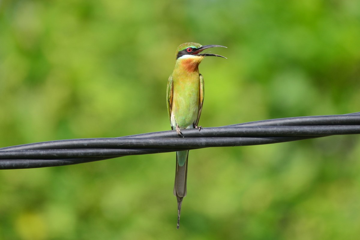 Blue-tailed Bee-eater - Harn Sheng Khor