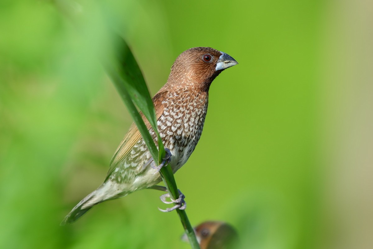 Scaly-breasted Munia - ML273645241