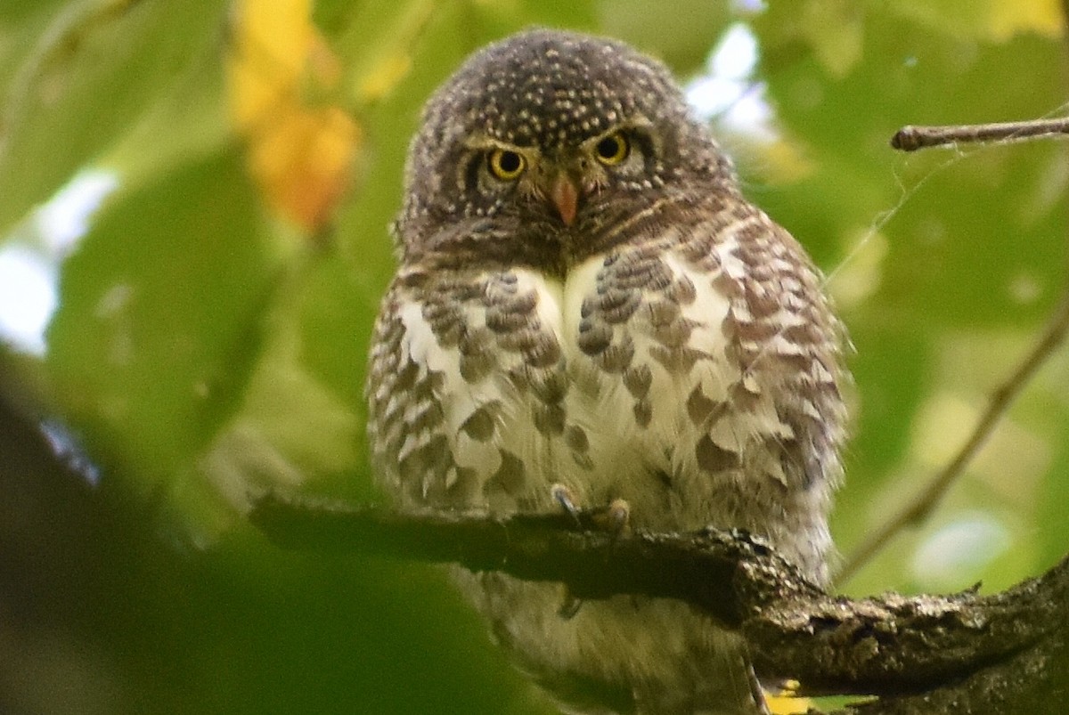 Collared Owlet - Shardul Salvi