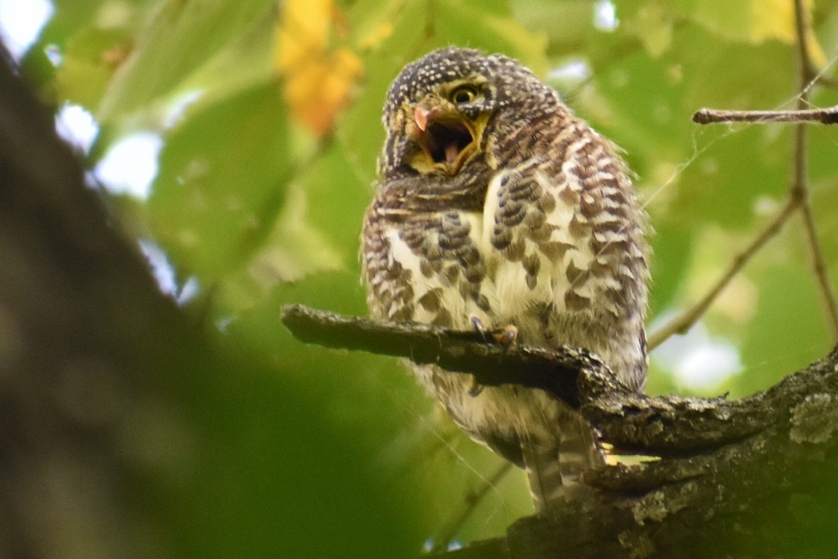 Collared Owlet - Shardul Salvi