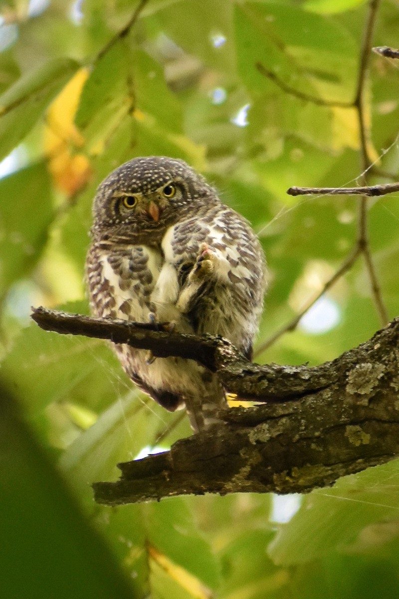 Collared Owlet - Shardul Salvi