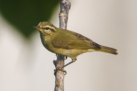 Tytler's Leaf Warbler - ML273646761
