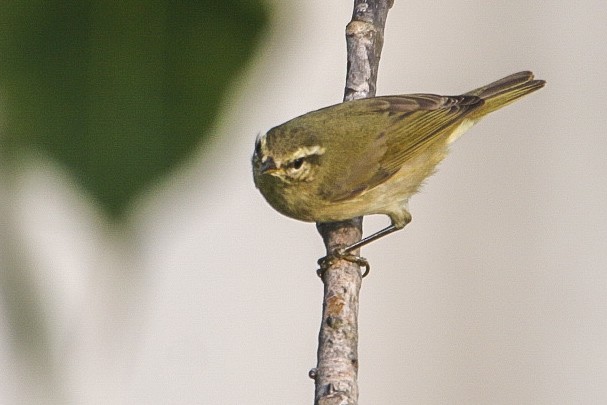 Tytler's Leaf Warbler - ML273646771