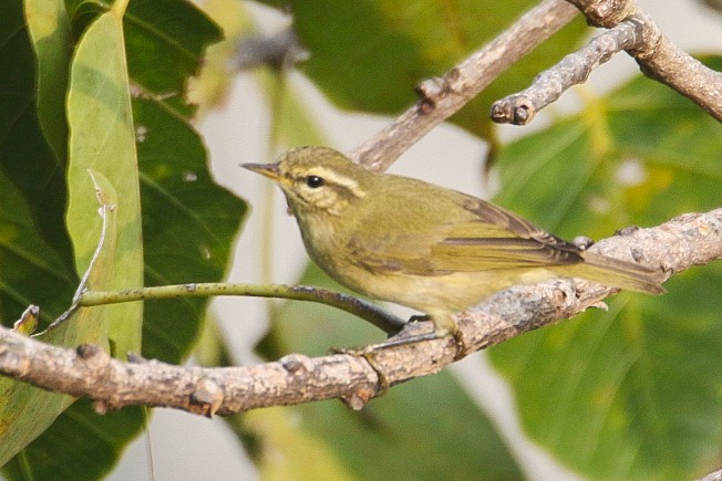 Tytler's Leaf Warbler - ML273646781