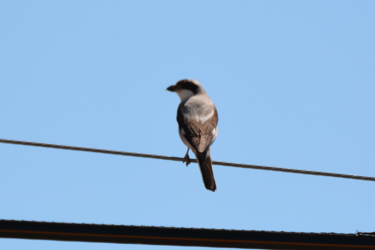 Lesser Gray Shrike - Ergün Cengiz