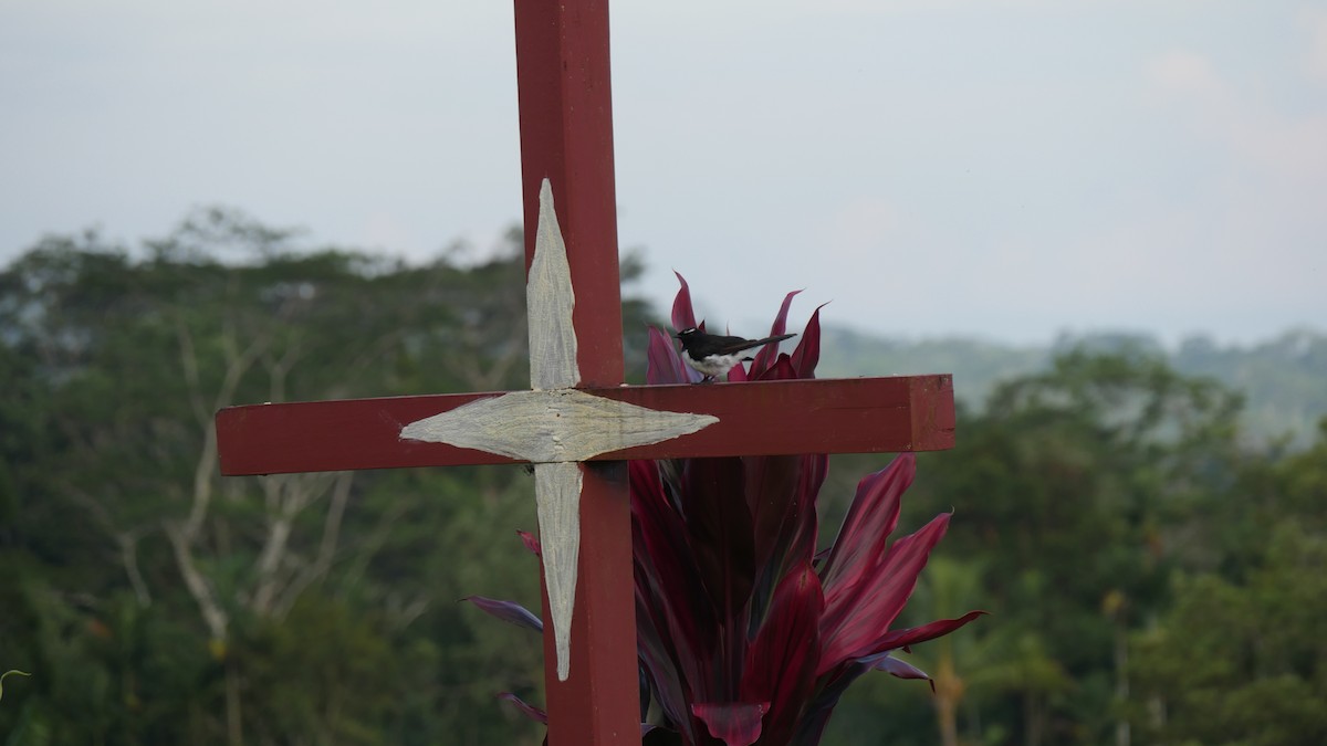 Willie-wagtail - ML273647461