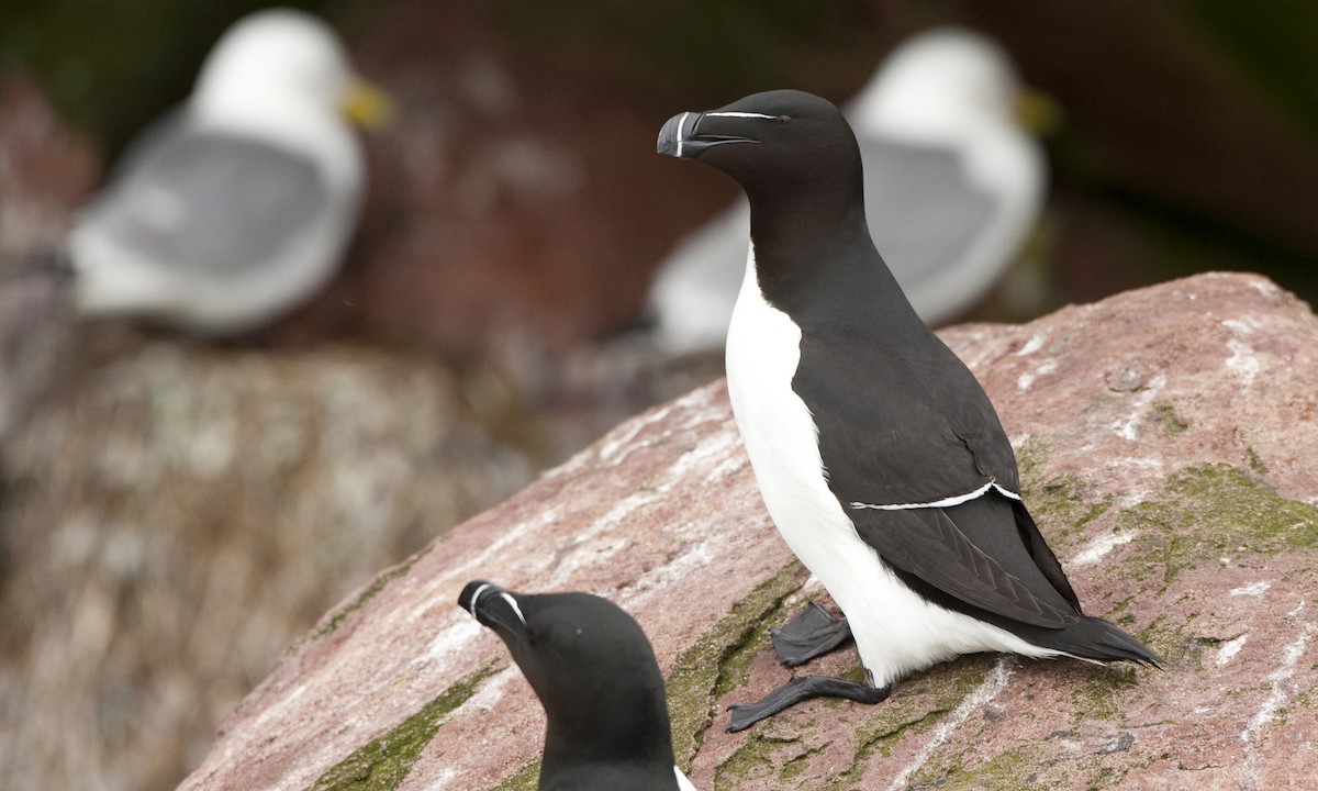 Razorbill - ML27364781