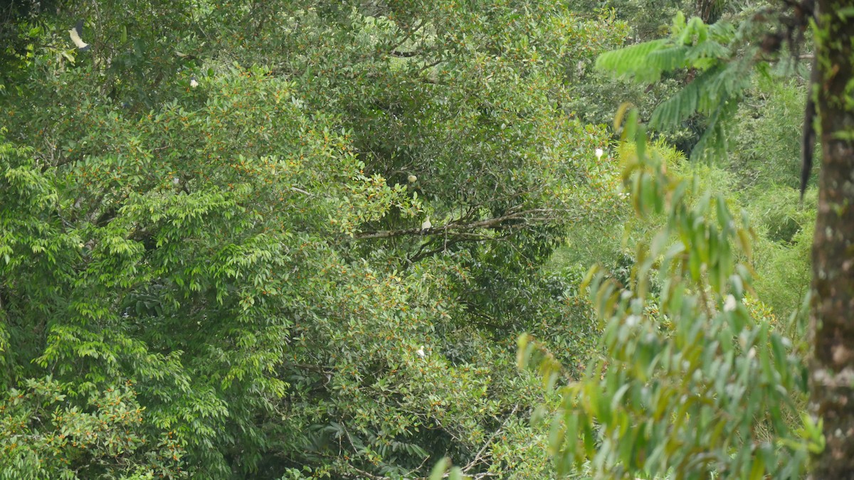 Yellowish Imperial-Pigeon - ML273648001