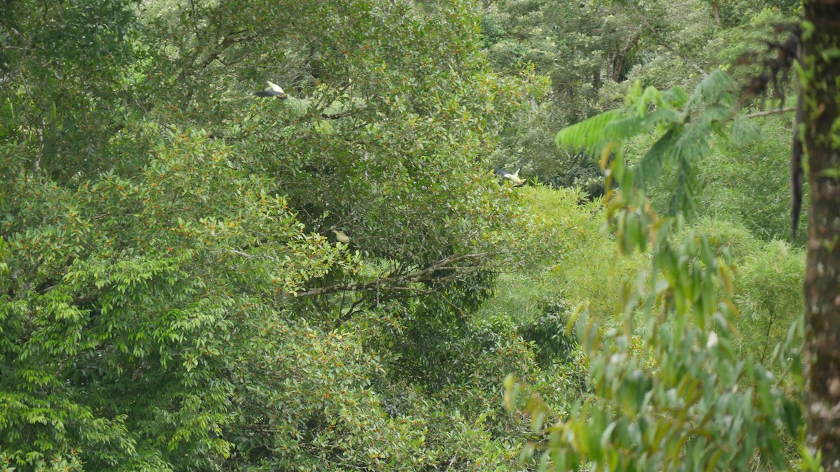 Yellowish Imperial-Pigeon - ML273648011