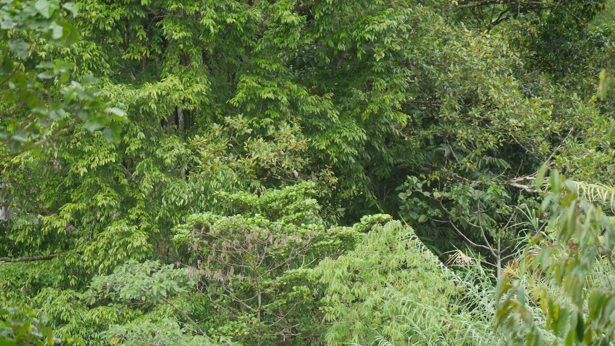 imperial-pigeon sp. - ML273648021