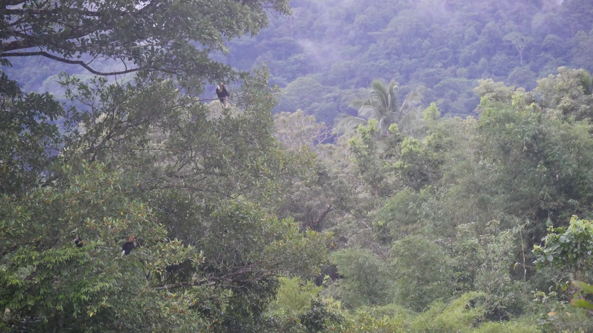 Blyth's Hornbill - ML273648041