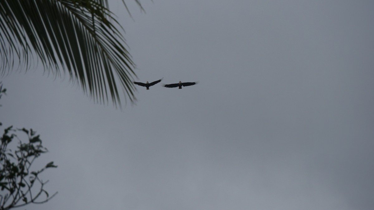 Blyth's Hornbill - ML273648061