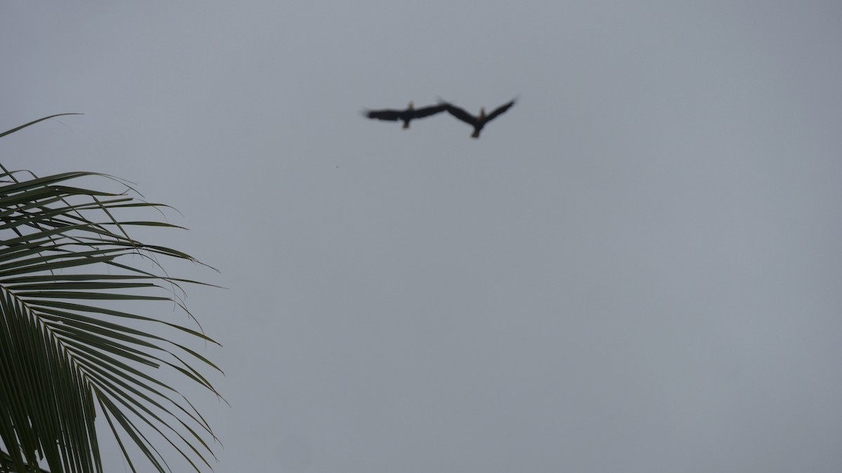 Blyth's Hornbill - ML273648071