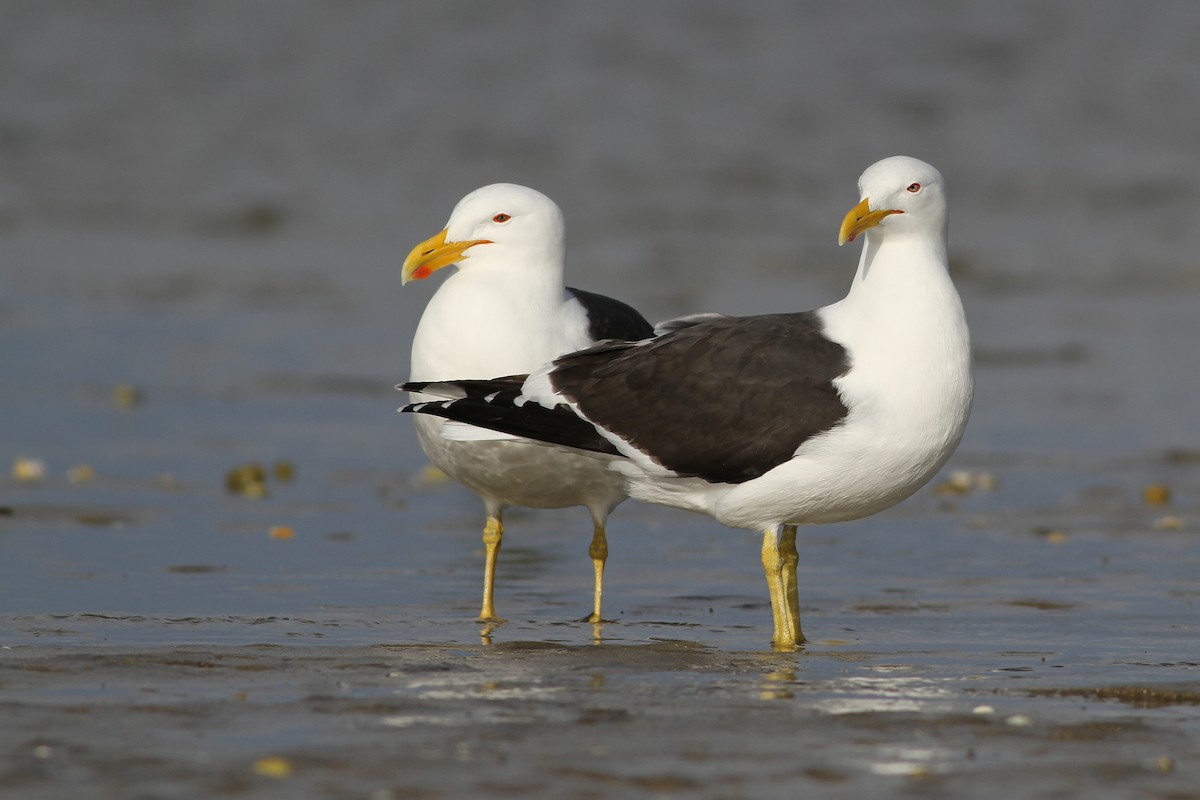 Kelp Gull - ML27364861