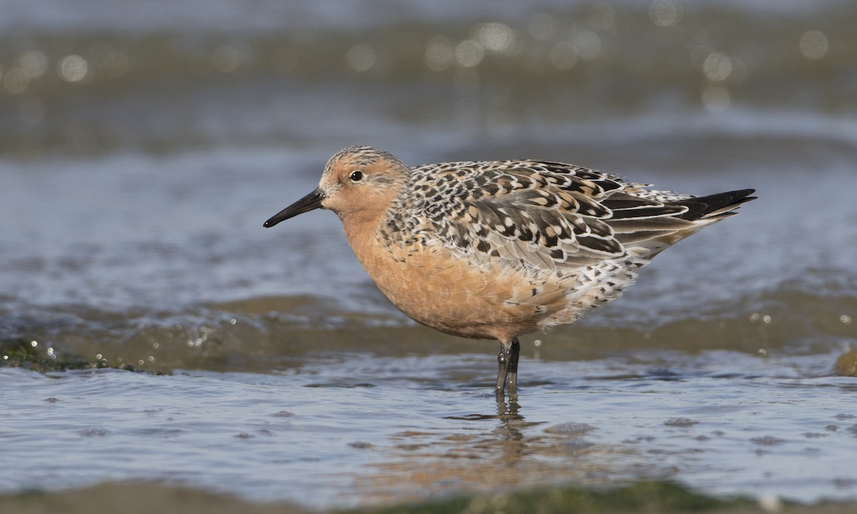 Red Knot - Brian Sullivan