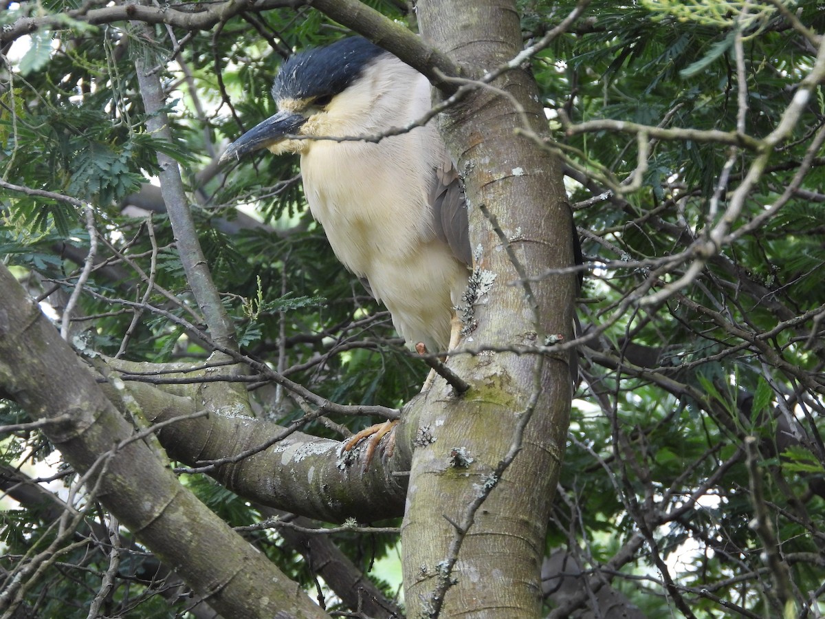 Black-crowned Night Heron - ML273649211