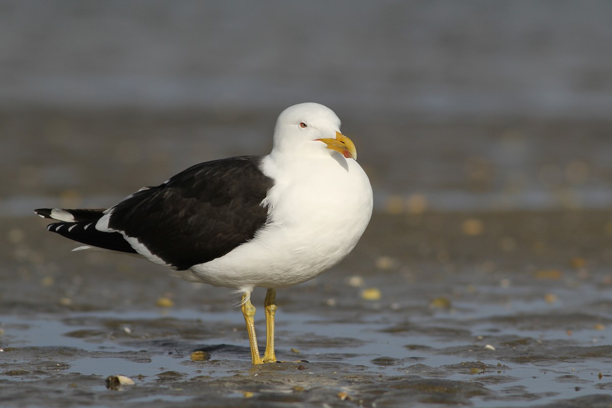 Gaviota Cocinera - ML27364961