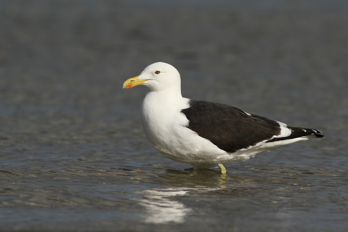 Goéland dominicain - ML27365091