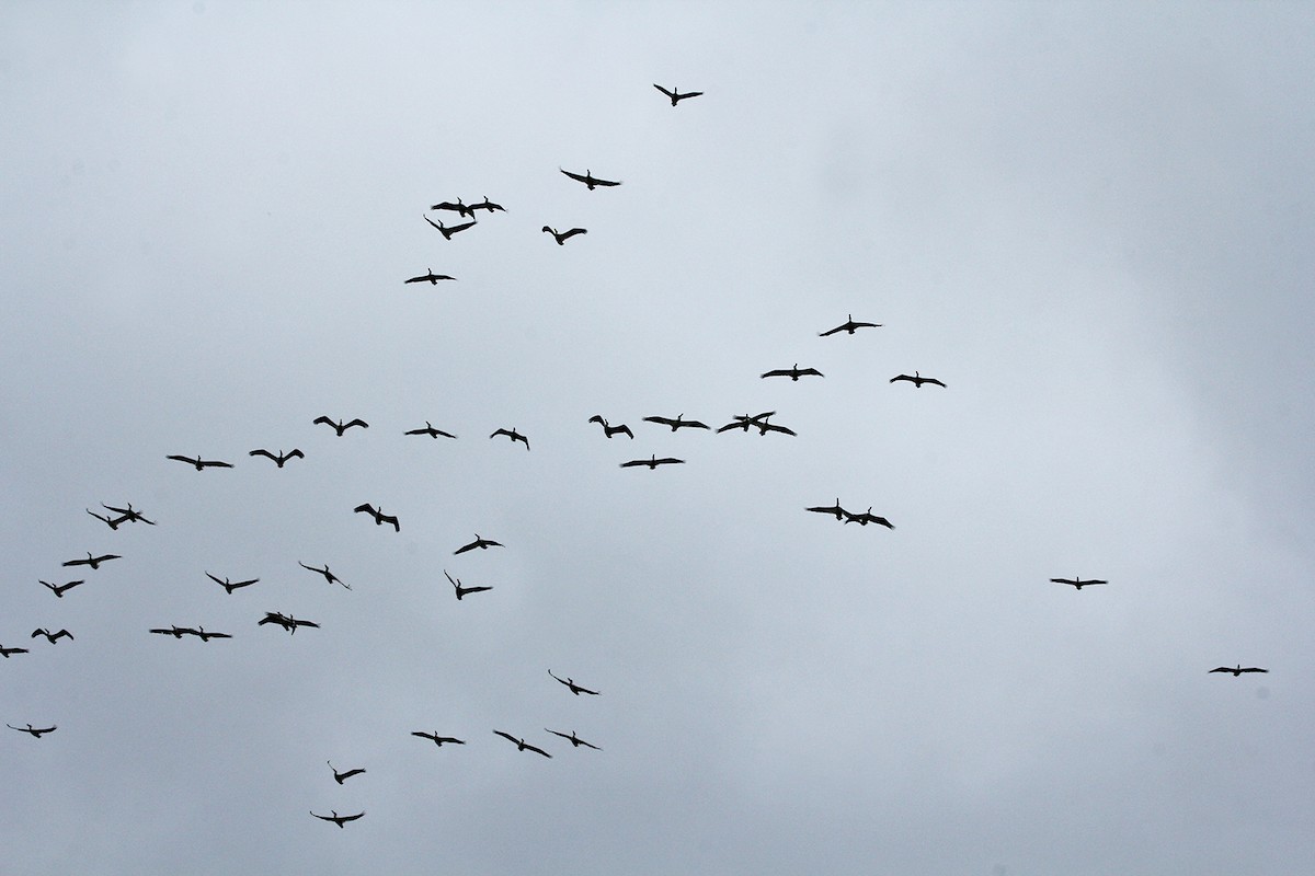 American White Pelican - ML27365111