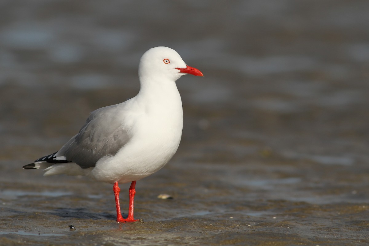 Silver Gull (Red-billed) - Evan Lipton