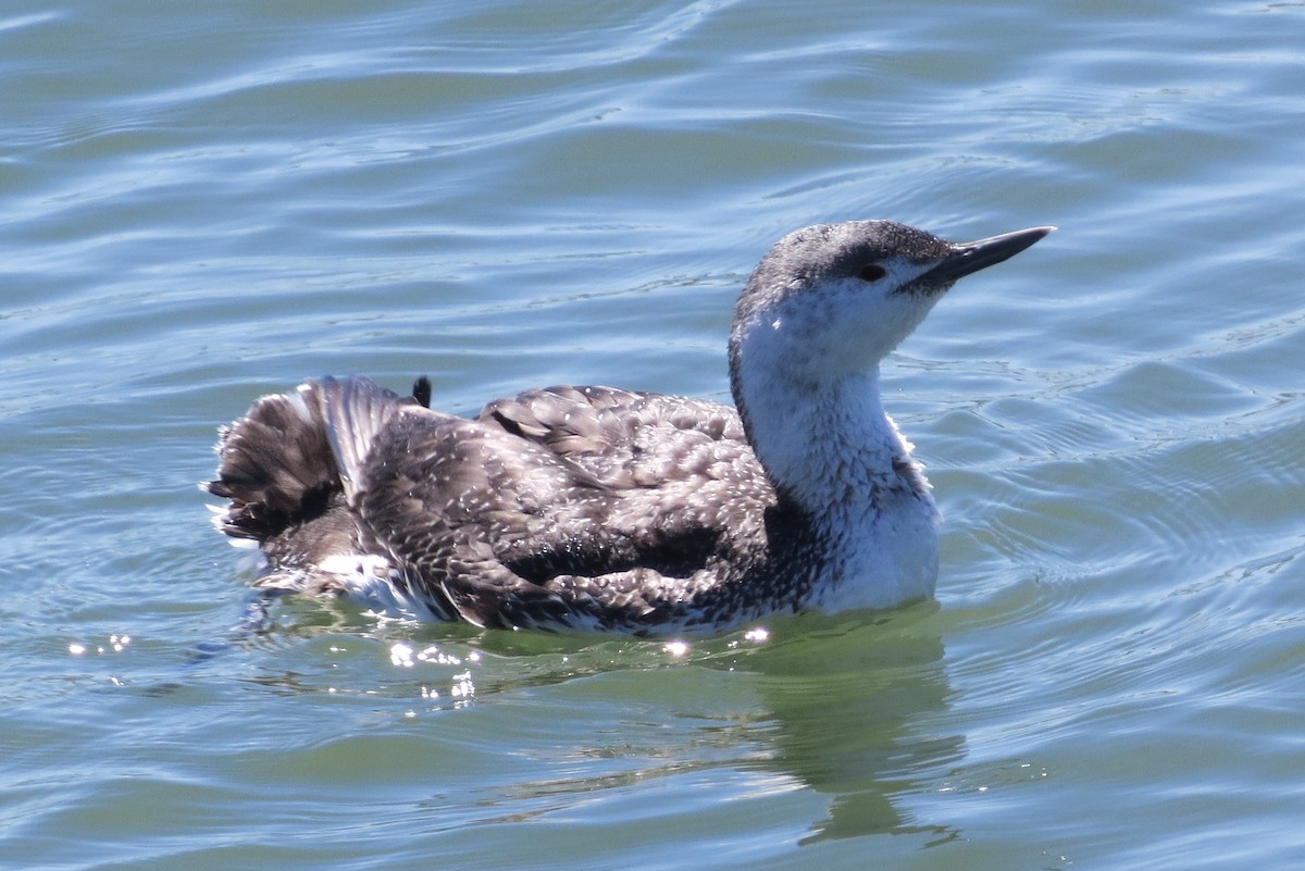 Red-throated Loon - ML27365301