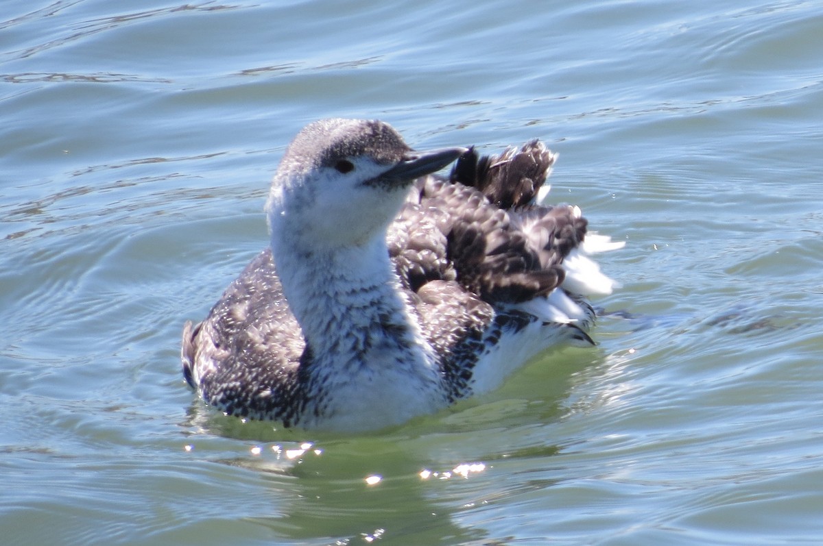 Red-throated Loon - ML27365311