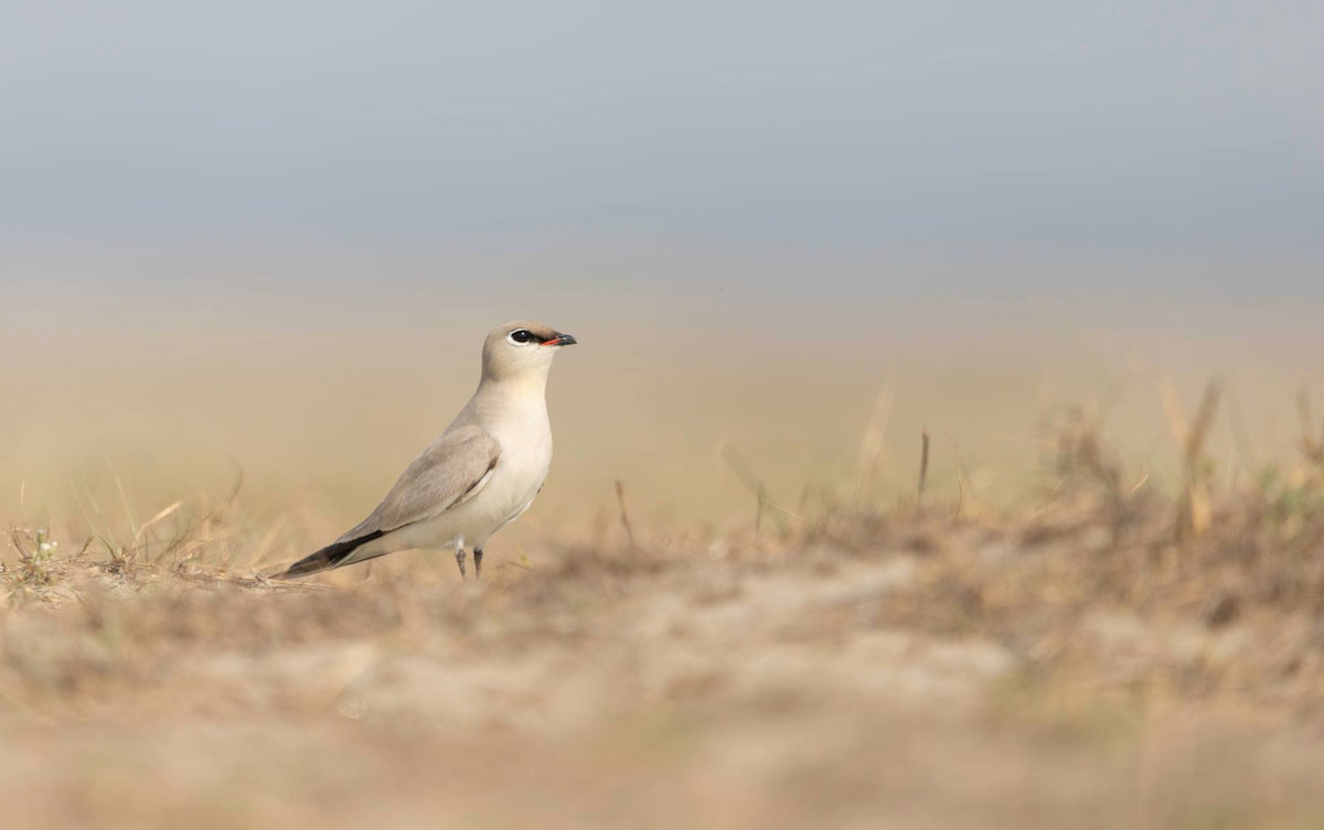 Small Pratincole - ML273653771