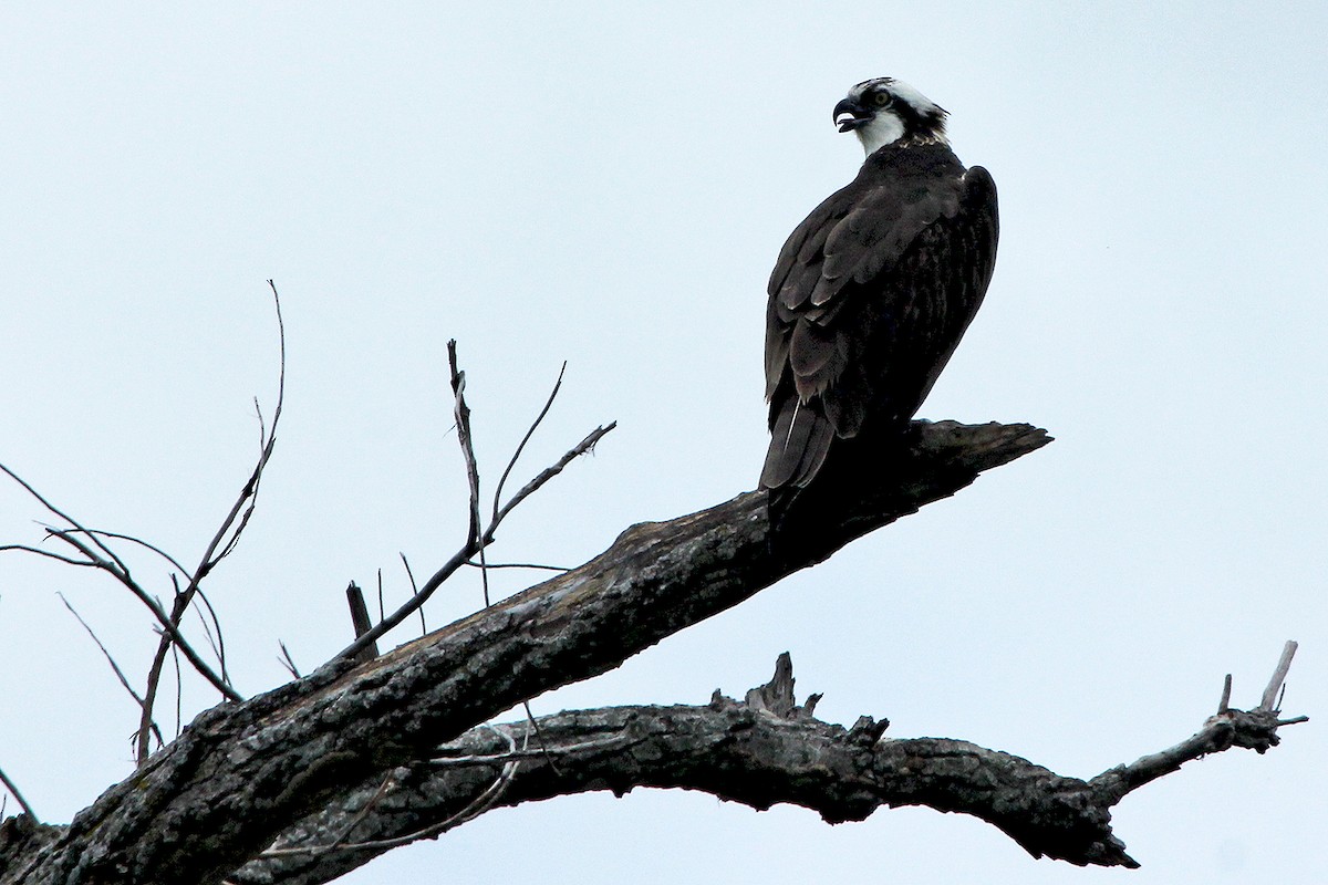 Osprey - ML27365531